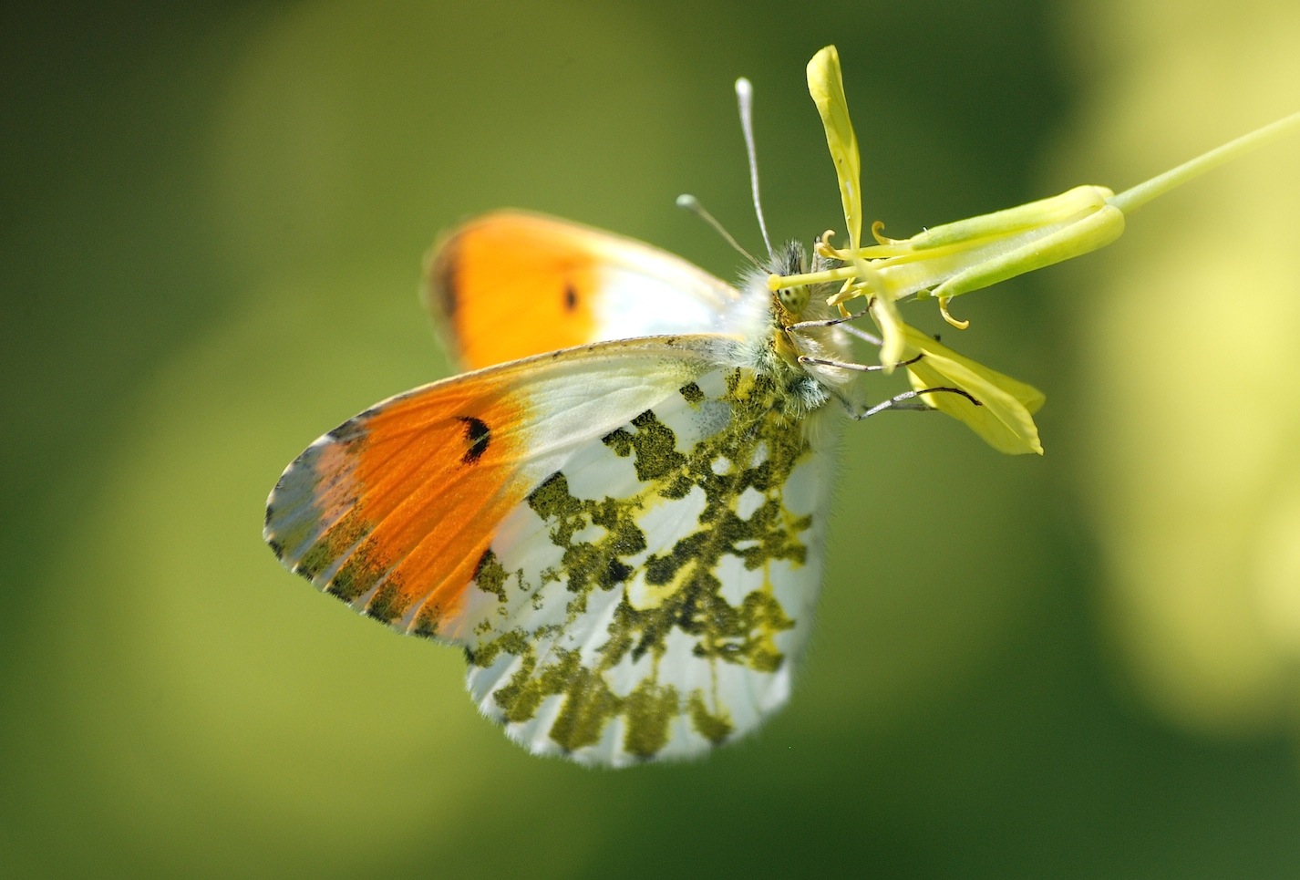 Anthocharis cardamines (Linnaeus, 1758)